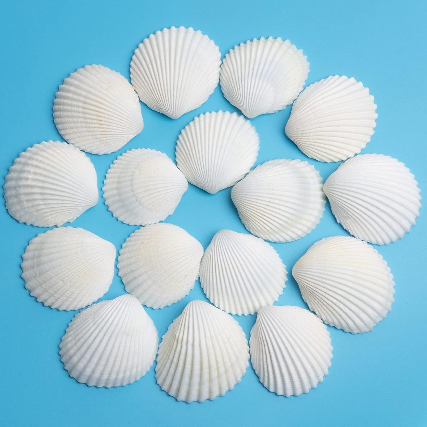 Decorative Sea Shells