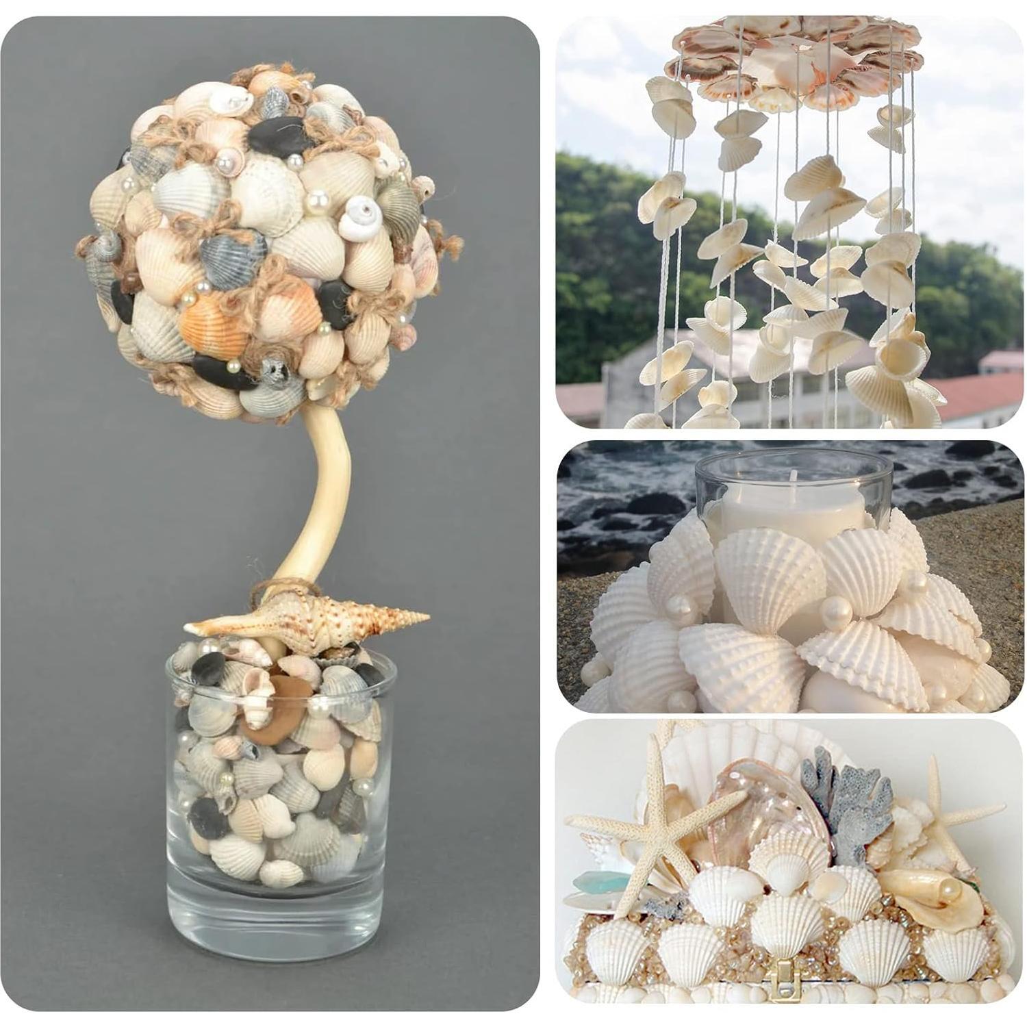 Decorative Sea Shells