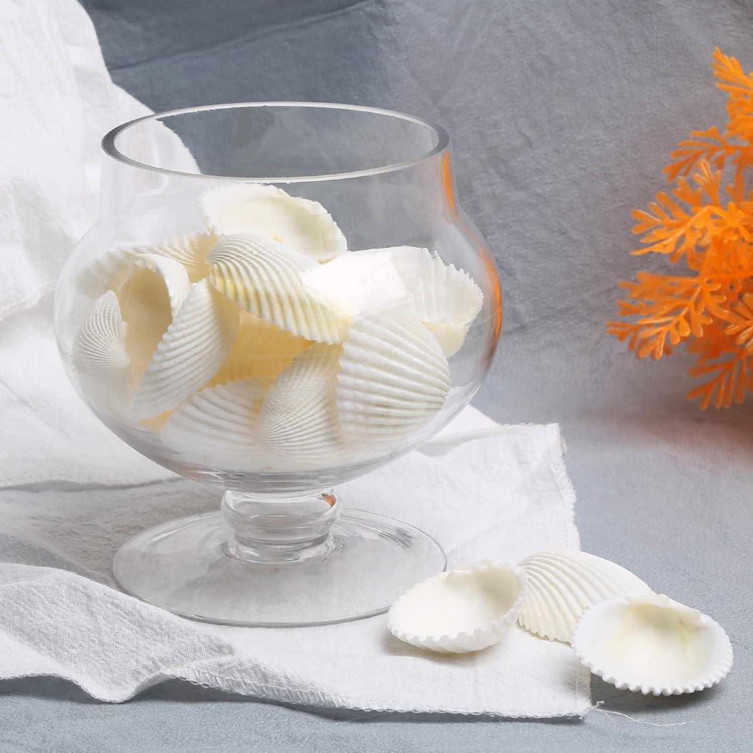 Decorative Sea Shells