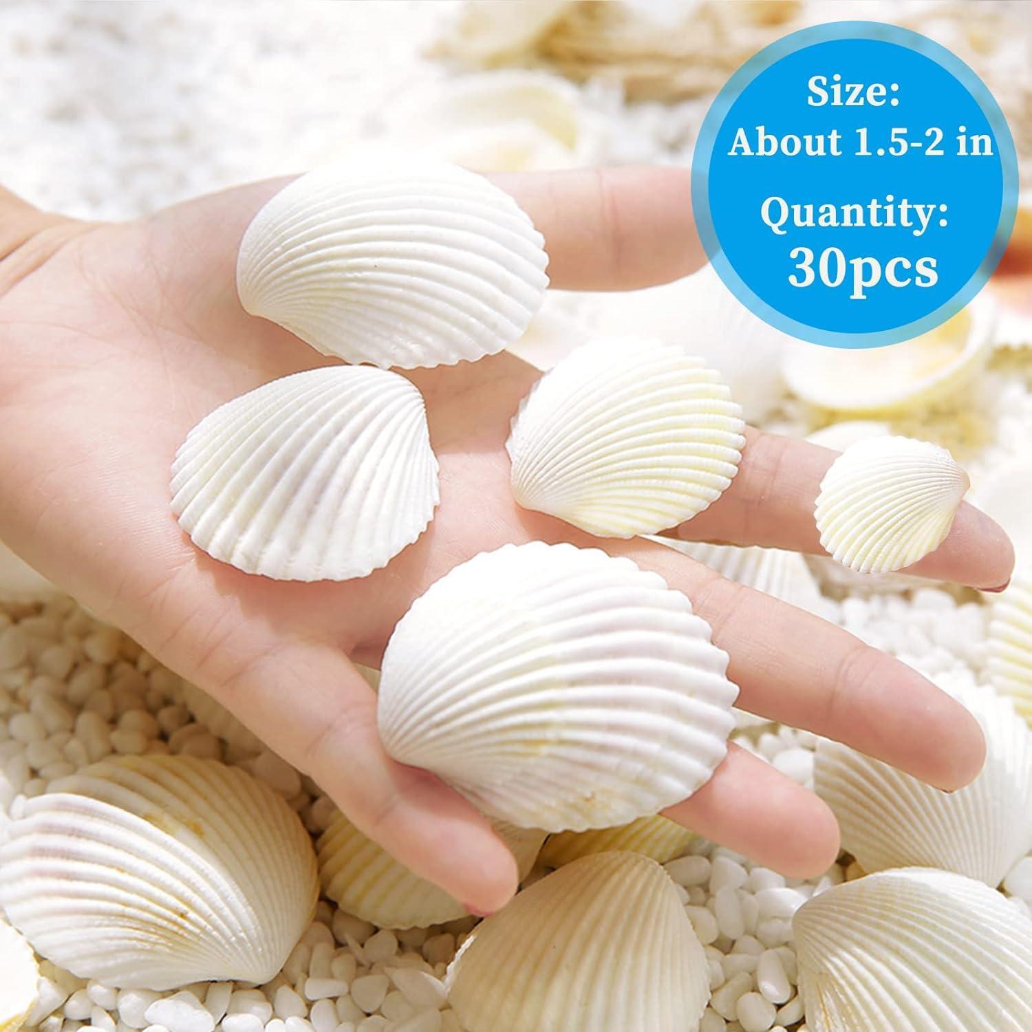 Decorative Sea Shells