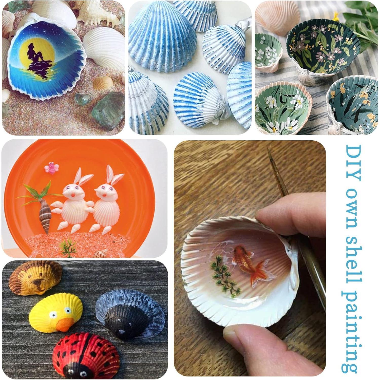 Decorative Sea Shells